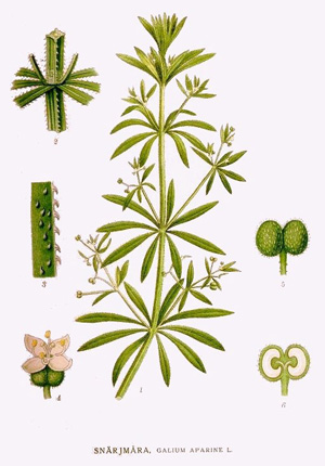 Galium Verum