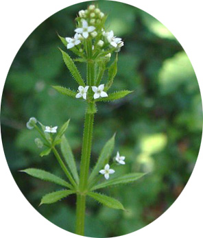 Galium aparine