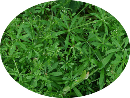 Galium aparine