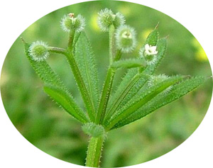 Galium aparine