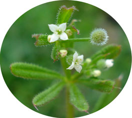 Galium aparine