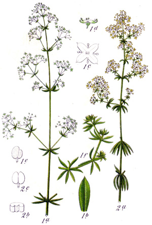 Galium aparine