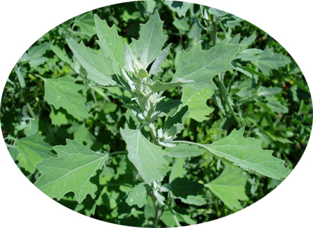 Chenopodium