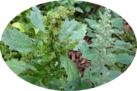 Chenopodium