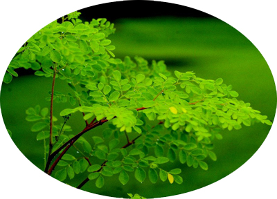 Moringa