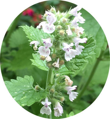 Nepeta
