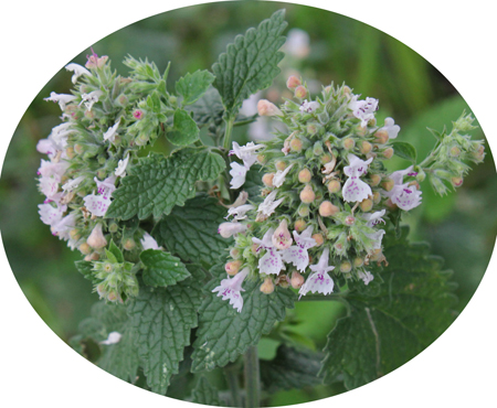 Nepeta