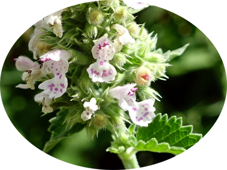Nepeta
