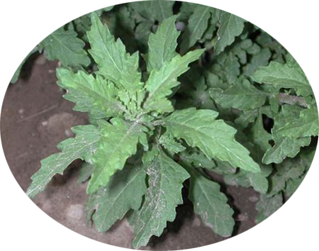 Chenopodium