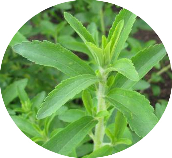 Stevia