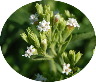 Stevia