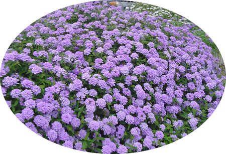 Verbena