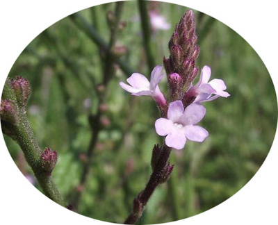 Verbena