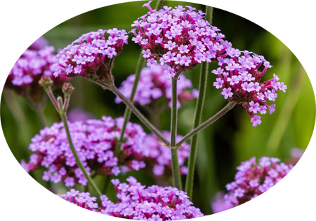 Verbena