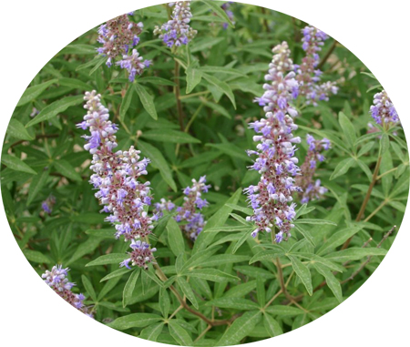 Vitex