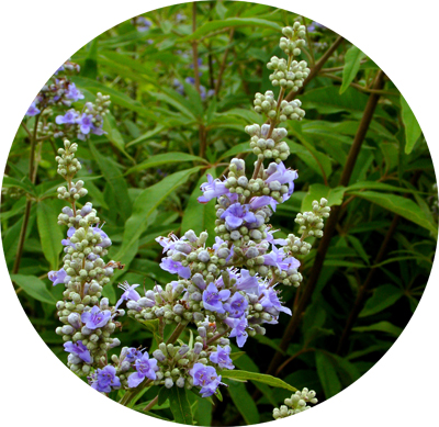Vitex