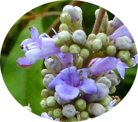 Vitex