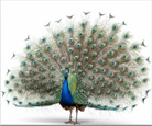 Pavo