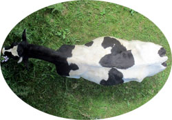 Vaca vista desde arriba.