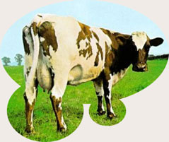 Vaca (pero no en un templo).