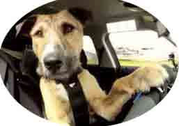 Perro conducuendo