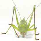 Bonito saltamontes cantor