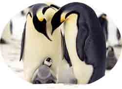 un pinguino con sus padres