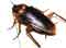 cucaracha