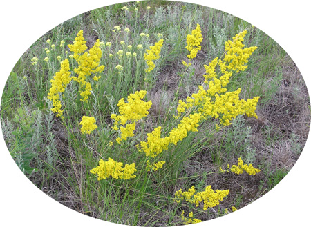 Galium Verum