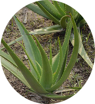 Aloe vera