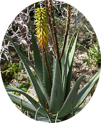 Aloe vera