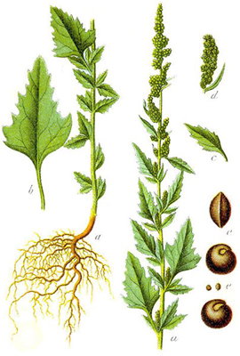 Chenopodium