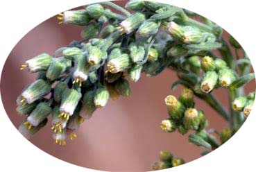 Hierba carnicera