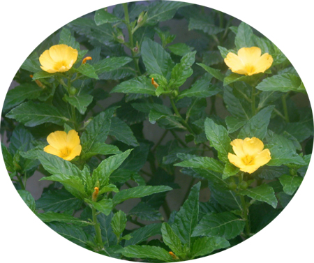 Damiana