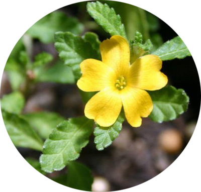 Damiana