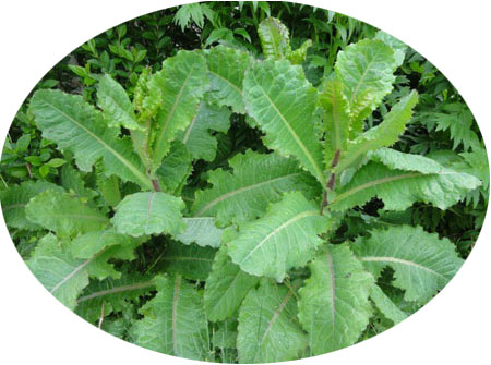 Lechuga silvestre