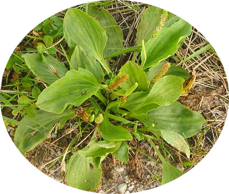 Llantén