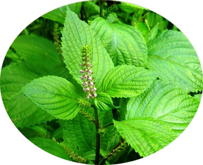 Perilla