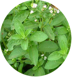 Stevia