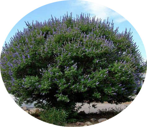 Vitex