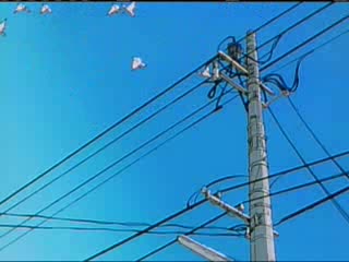 Las palomas se asustan